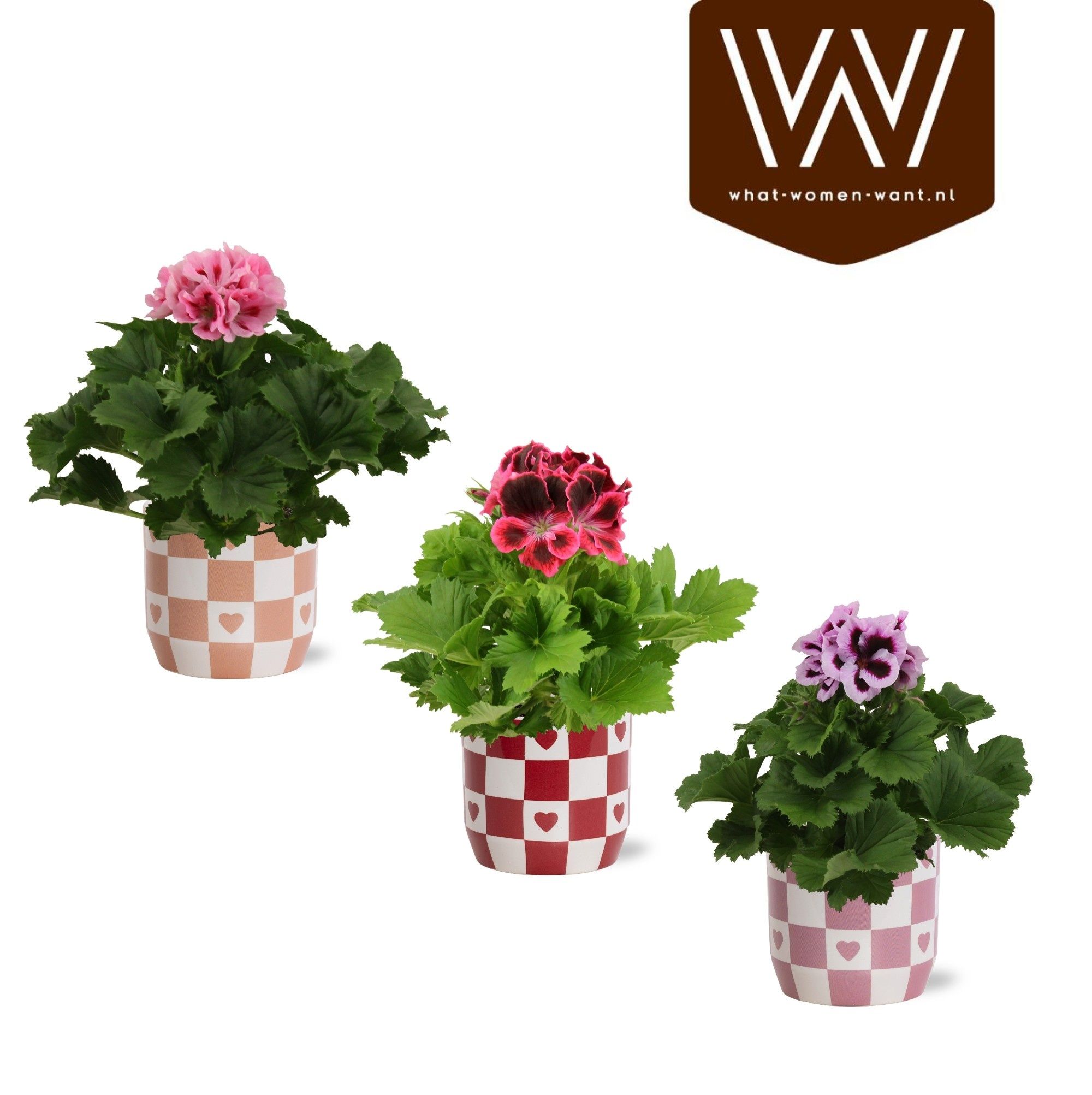 Горшечные цветы и растения оптом Pel Gr Gem от 6шт из Голландии с доставкой по России