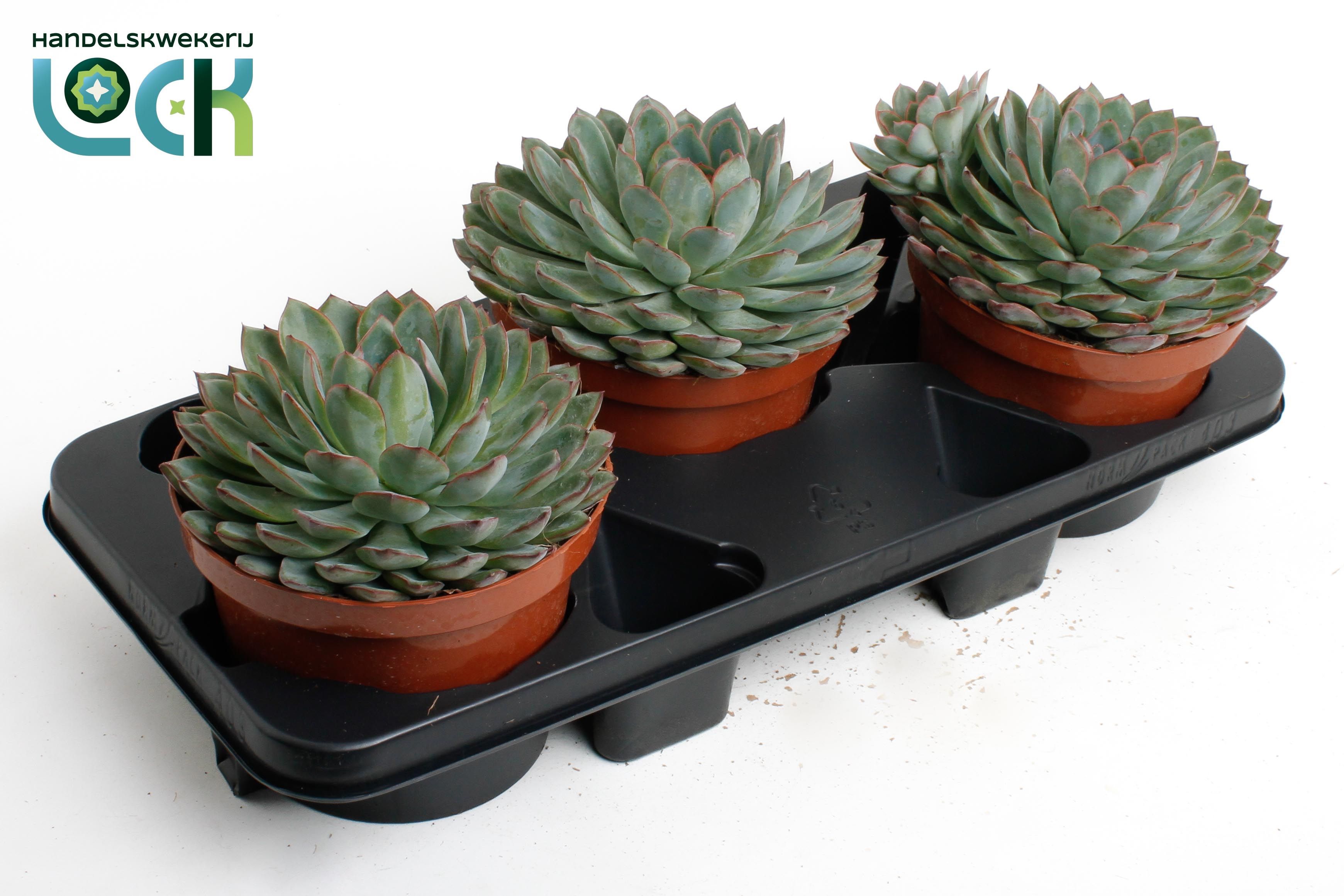 Горшечные цветы и растения оптом Echeveria Pelisuda от 3шт из Голландии с доставкой по России