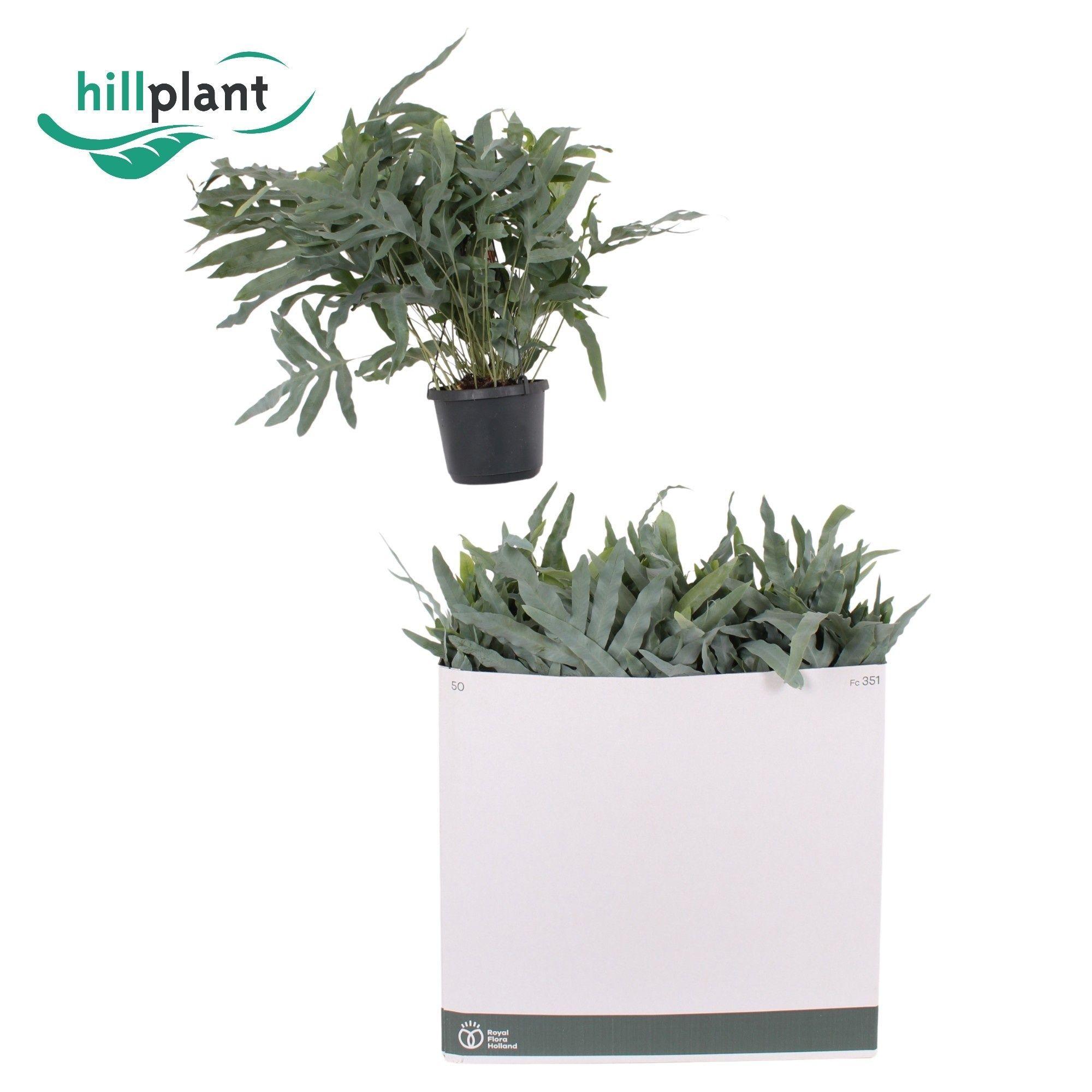 Горшечные цветы и растения оптом Phlebo A Blue Star от 6шт из Голландии с доставкой по России