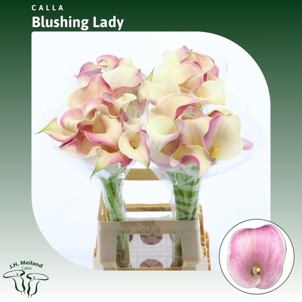 Срезанные цветы оптом Zantedeschia blushing lady от 40шт. из Голландии с доставкой по России