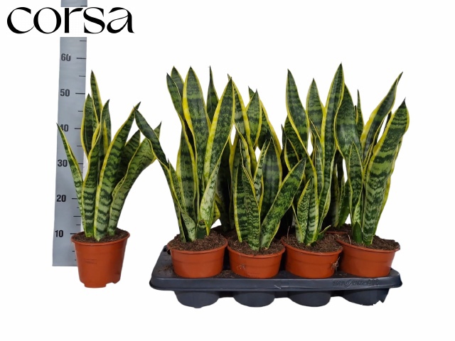 Горшечные цветы и растения оптом Sansev Laurentii от 8шт из Голландии с доставкой по России