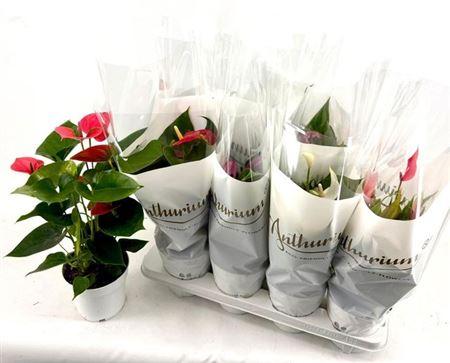 Горшечные цветы и растения оптом Anthu An Gem 4 Kl 4+ * Spring Deal * от 8шт из Голландии с доставкой по России