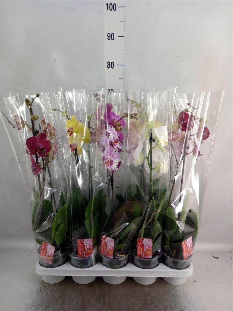 Горшечные цветы и растения оптом Phalaenopsis   ...mix от 10шт из Голландии с доставкой по России