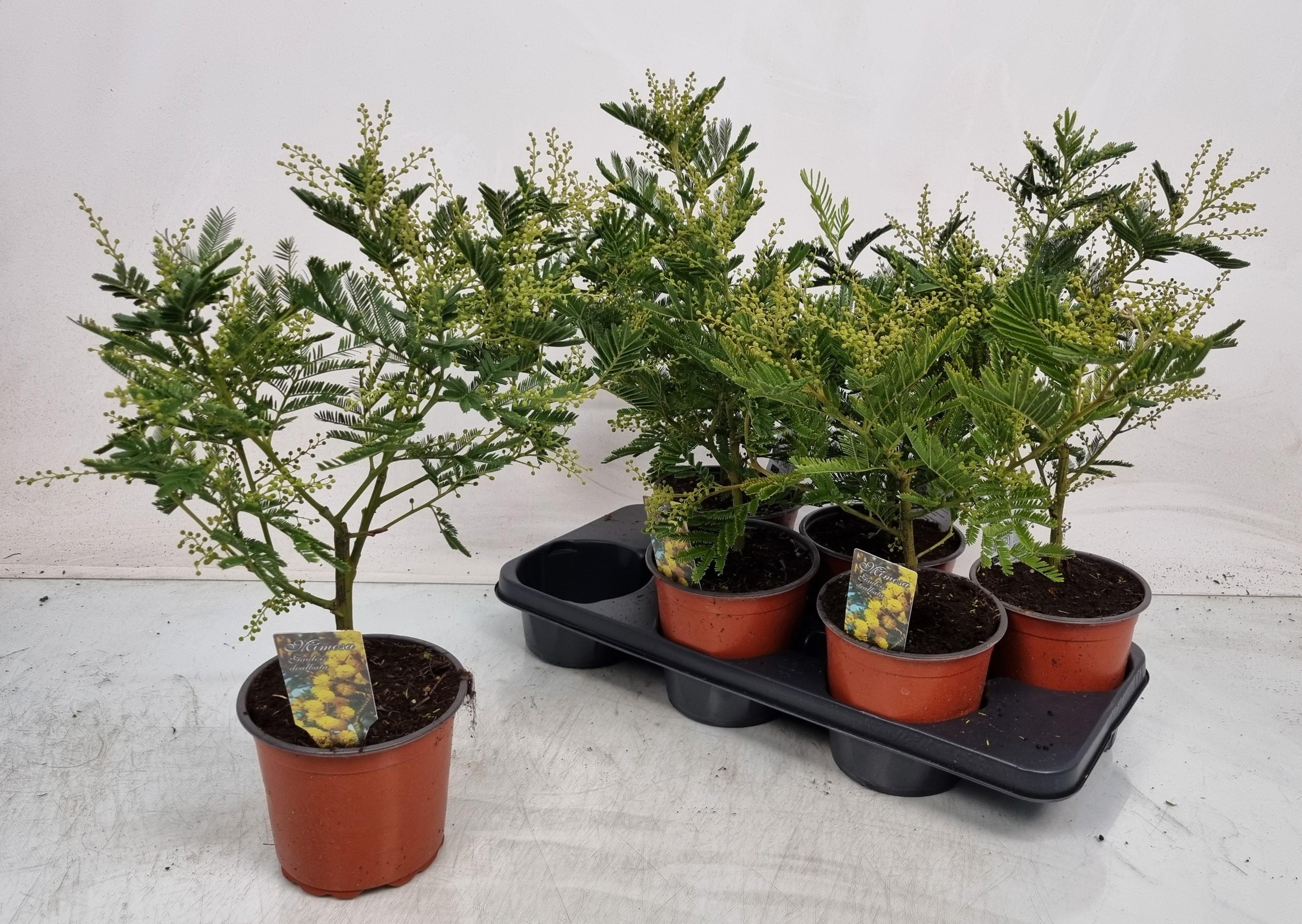 Горшечные цветы и растения оптом Mimosa Pudica от 6шт из Голландии с доставкой по России Горшечные цветы и растения оптом Mimosa Pudica от 6шт из Голландии с доставкой по России