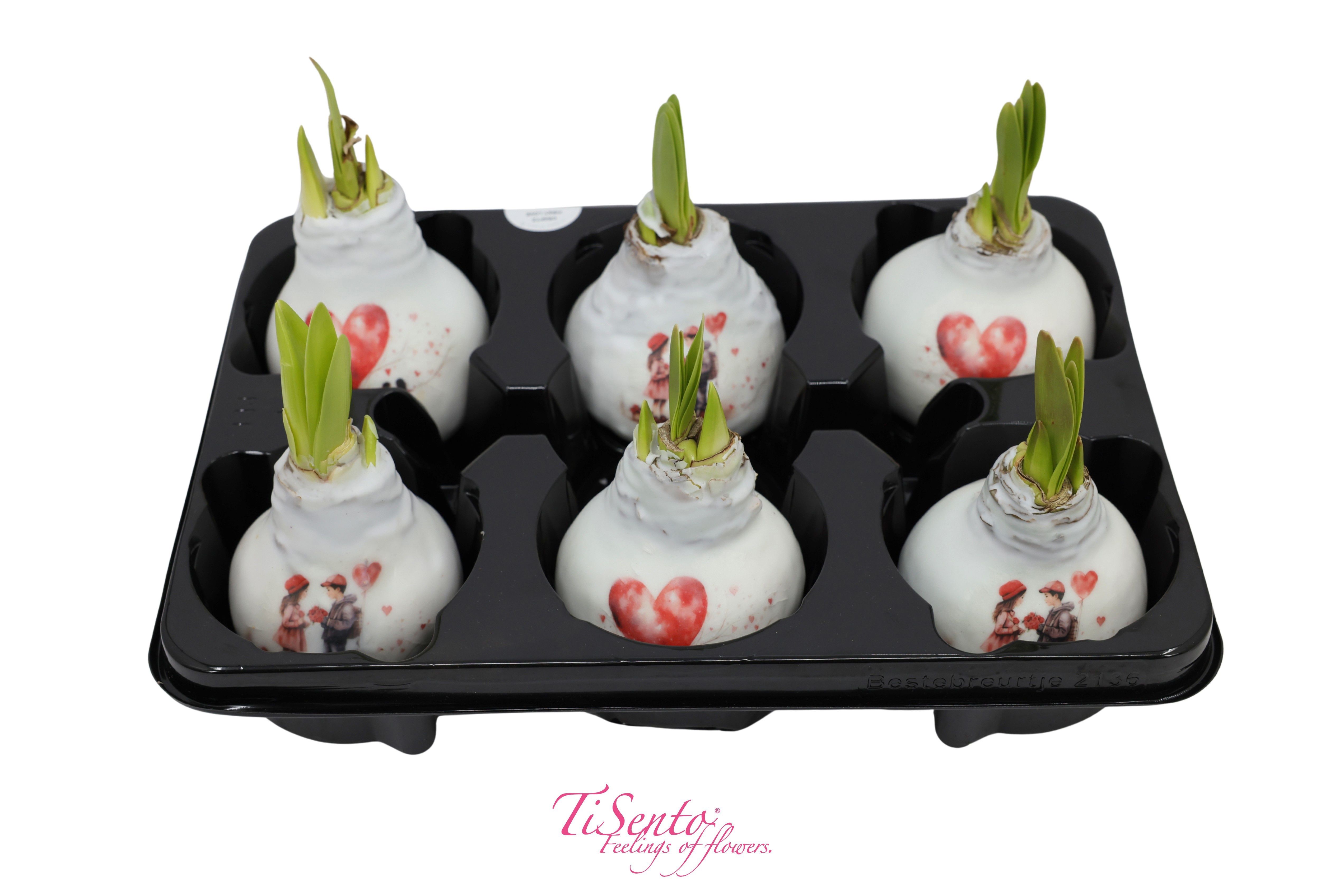 Горшечные цветы и растения оптом Hipp Ov от 6шт из Голландии с доставкой по России