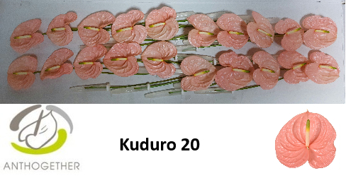 Срезанные цветы оптом Anthurium kuduro от 20шт. из Голландии с доставкой по России
