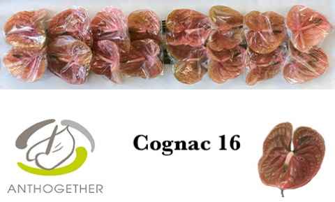 Срезанные цветы оптом Anthurium cognac от 16шт из Голландии с доставкой по России