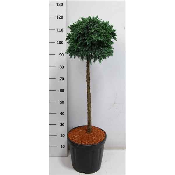 Горшечные цветы и растения оптом Juniperus Squa Blue Star On Stem от 1шт из Голландии с доставкой по России