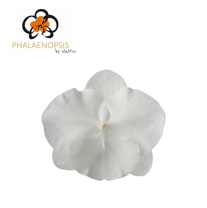 Срезанные цветы оптом Phalaenopsis white serenity (per flower) от 25шт из Голландии с доставкой по России
