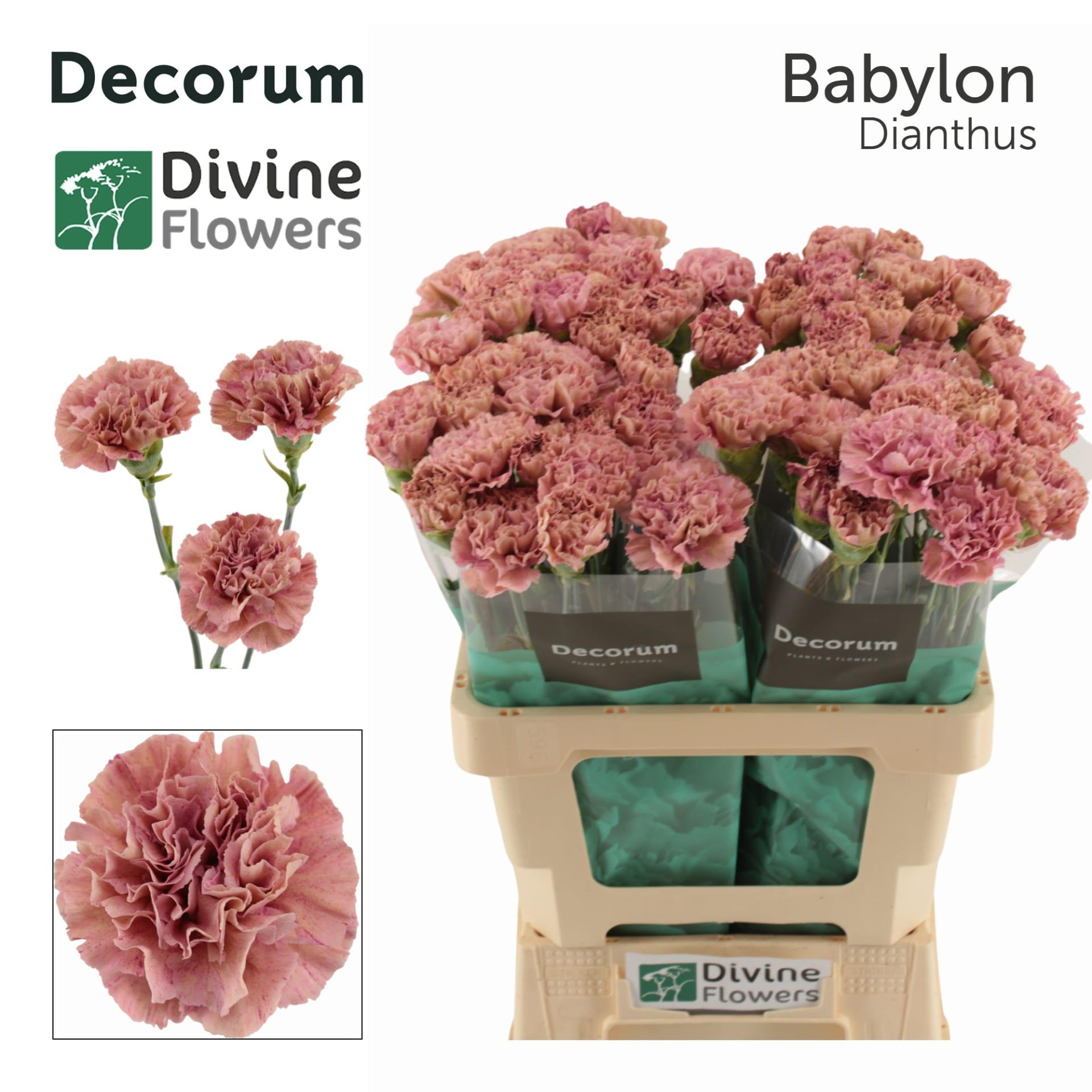 Срезанные цветы оптом Dianthus st babylon от 80шт из Голландии с доставкой по России