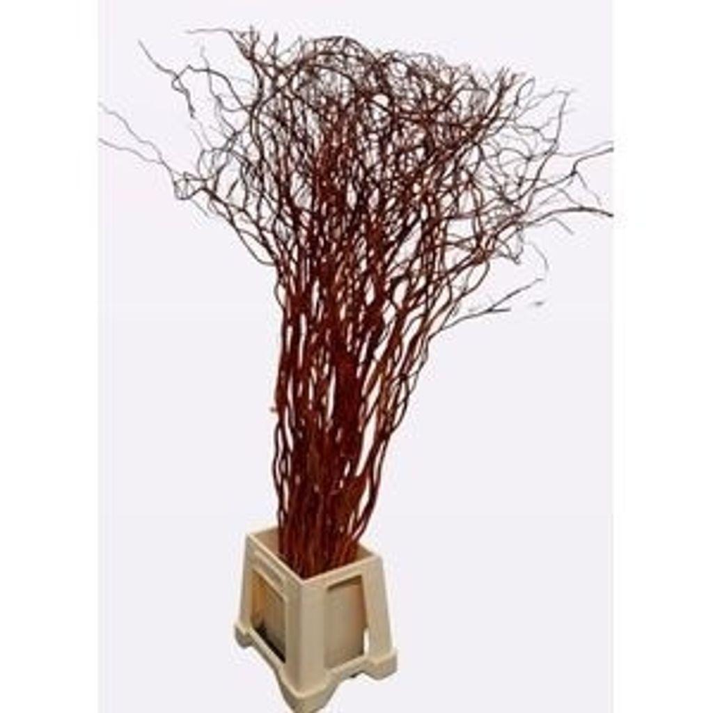 Срезанные цветы оптом Salix golden curls от 100шт из Голландии с доставкой по России