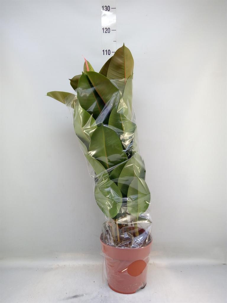 Горшечные цветы и растения оптом Fius El Robusta 3pp от 1шт из Голландии с доставкой по России