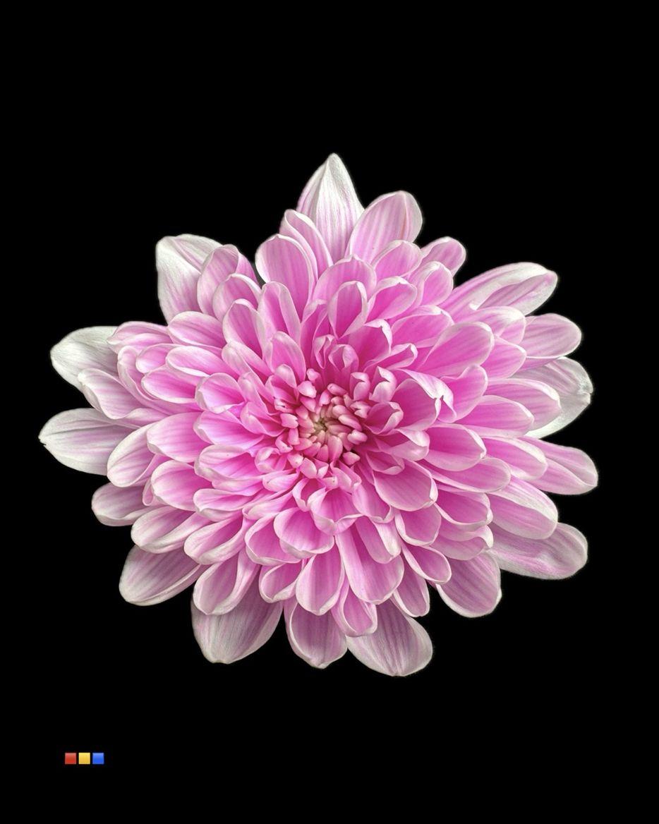 Срезанные цветы оптом Chrys sp paint altaj pastel cerise от 40шт из Голландии с доставкой по России