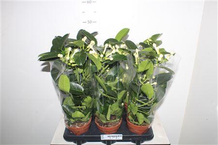 Горшечные цветы и растения оптом Steph Fl Ov 3-5++ от 6шт из Голландии с доставкой по России