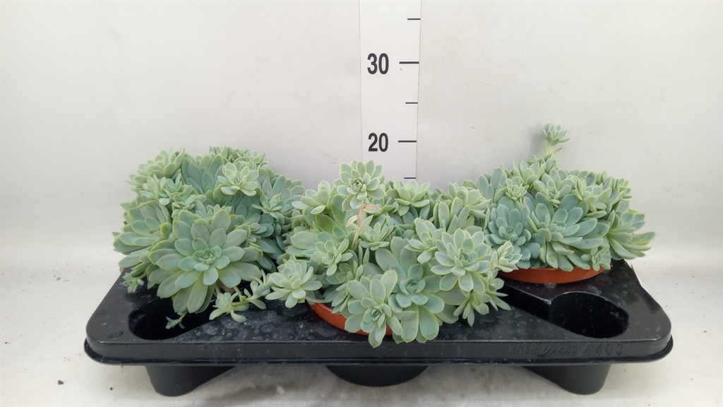 Горшечные цветы и растения оптом Echeveria Elegans от 3шт из Голландии с доставкой по России