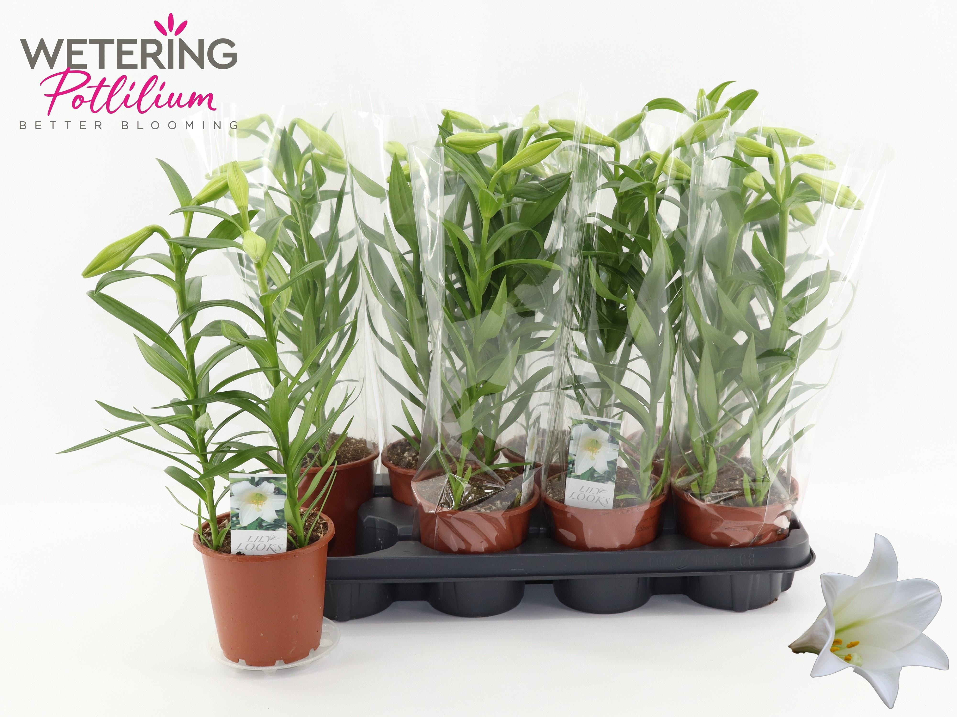 Горшечные цветы и растения оптом Lil Lo Miracle от 8шт из Голландии с доставкой по России