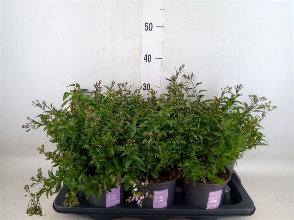 Горшечные цветы и растения оптом Solanum Jasminoides от 7шт из Голландии с доставкой по России