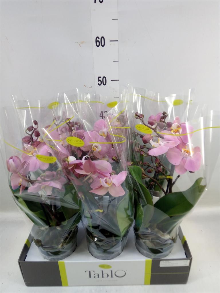 Горшечные цветы и растения оптом Phalaenopsis   ...rose от 6шт из Голландии с доставкой по России