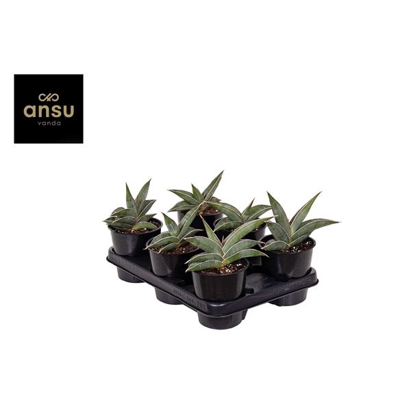 Горшечные цветы и растения оптом Sansevieria Almond Silver от 10шт из Голландии с доставкой по России