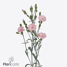 Срезанные цветы оптом Dianthus sp solomio rose от 60шт из Голландии с доставкой по России