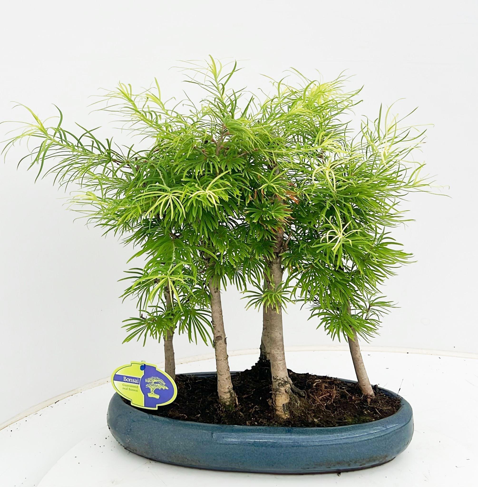 Горшечные цветы и растения оптом Bonsai Pseudolarix Forrest- Group 5 Stem от 2шт из Голландии с доставкой по России