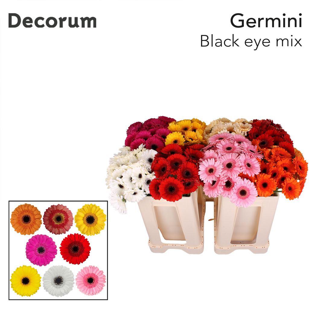 Срезанные цветы оптом Germini mix black eye от 80шт из Голландии с доставкой по России