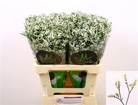Срезанные цветы оптом Limonium china white от 100шт из Голландии с доставкой по России