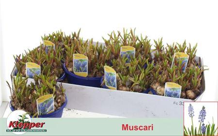 Горшечные цветы и растения оптом Muscar Atlantic Schaal от 7шт из Голландии с доставкой по России