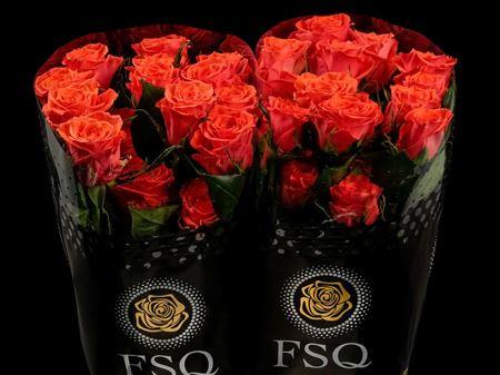 Срезанные цветы оптом Rosa ec cayenne от 40шт из Голландии с доставкой по России