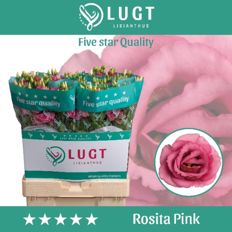 Срезанные цветы оптом Lisianthus do rosita pink от 40шт. из Голландии с доставкой по России