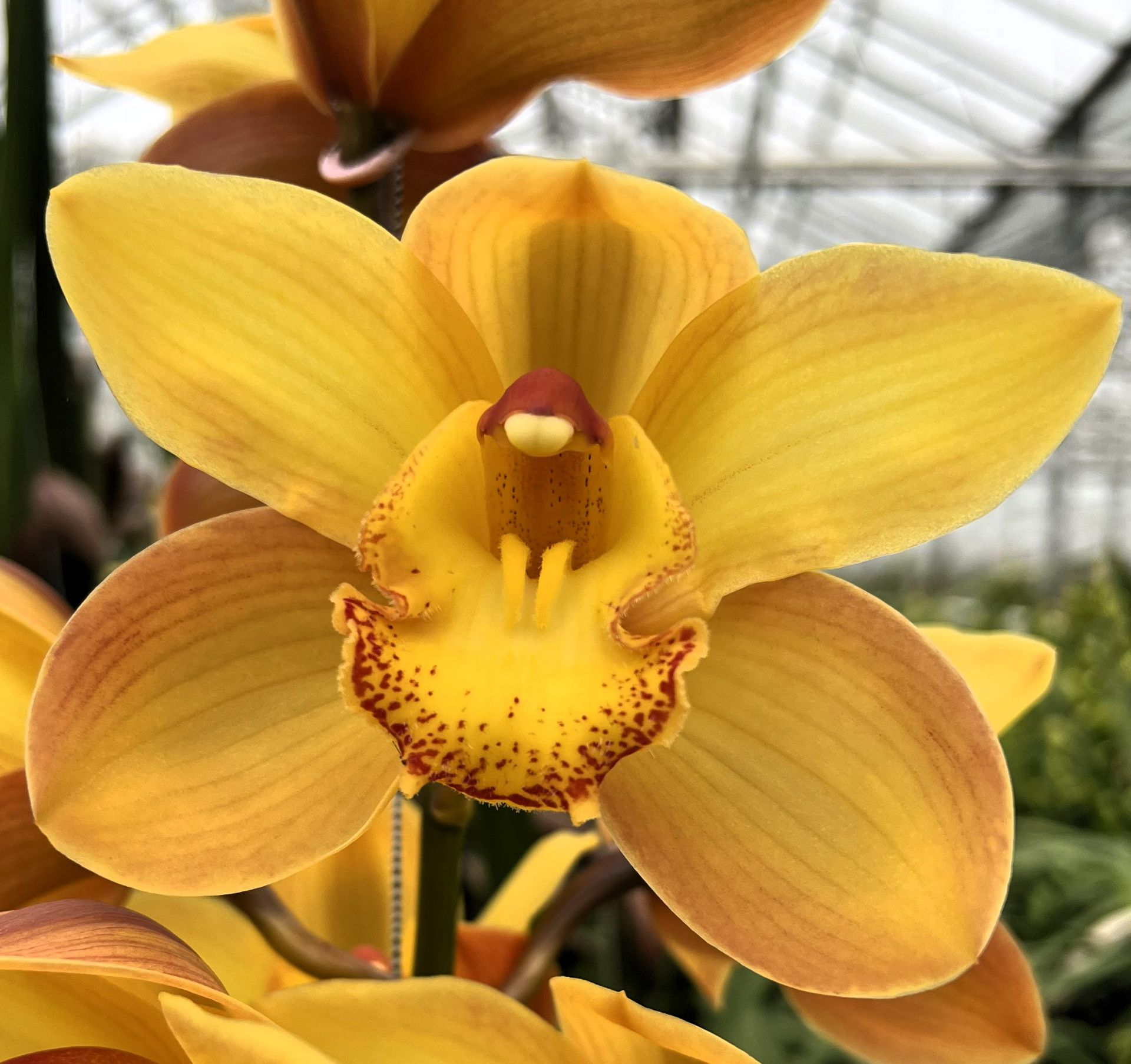 Срезанные цветы оптом Cymbidium gold от 6шт из Голландии с доставкой по России