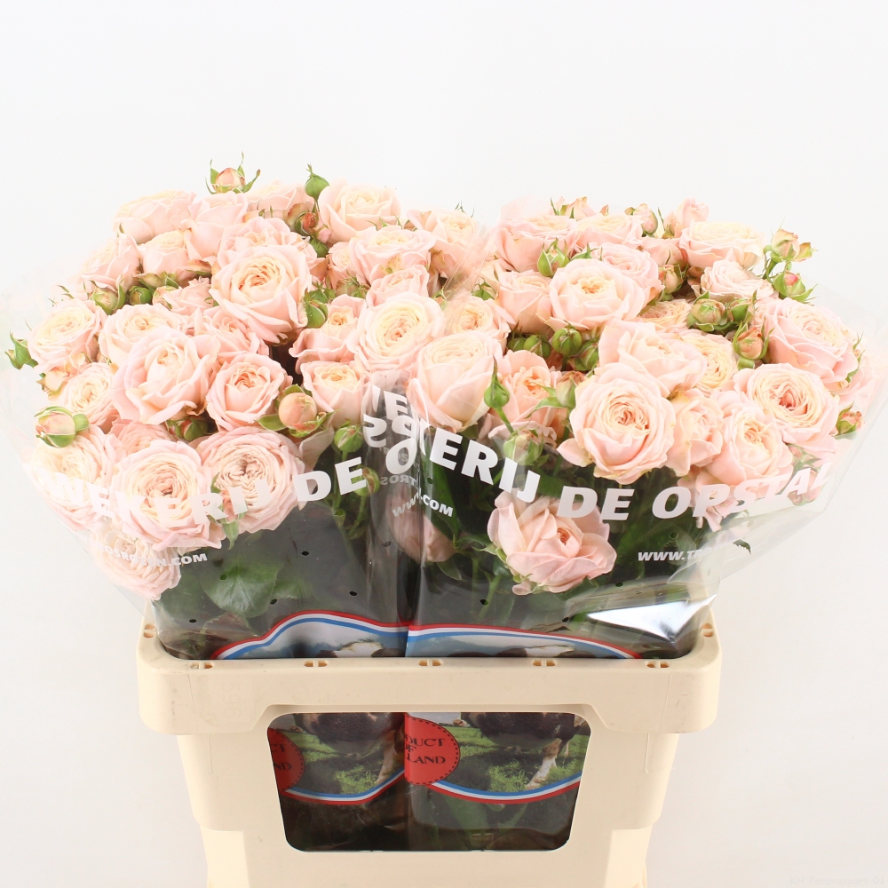 Срезанные цветы оптом Rosa spray nynke от 40шт из Голландии с доставкой по России