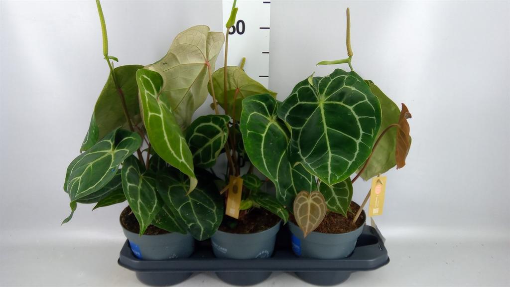 Горшечные цветы и растения оптом Anthurium Crys. karma Crystal Hyb от 3шт из Голландии с доставкой по России