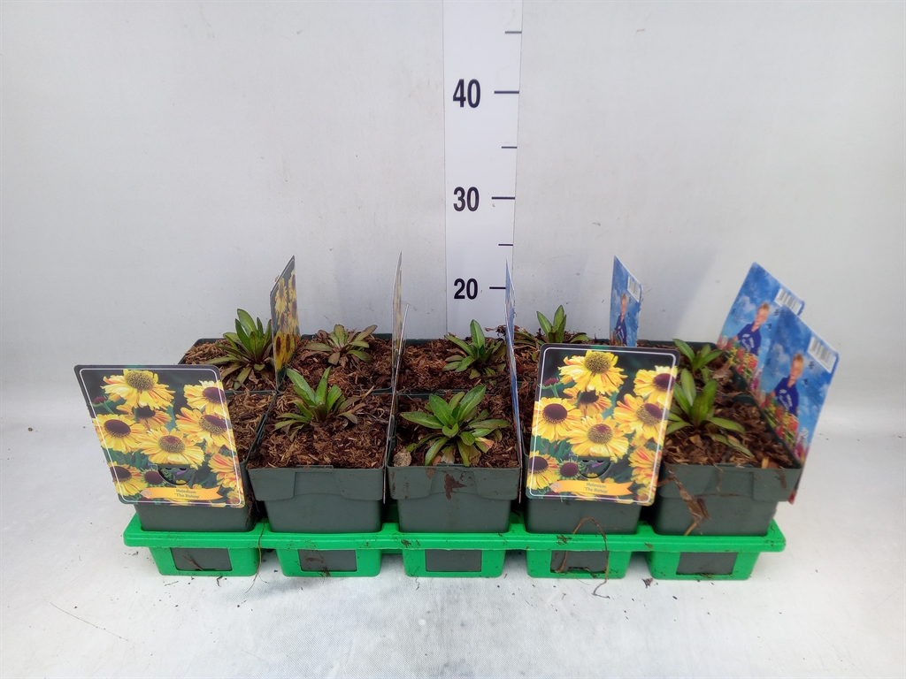 Горшечные цветы и растения оптом Helenium Bigelovii The Bishop от 10шт из Голландии с доставкой по России