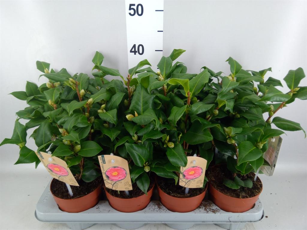 Горшечные цветы и растения оптом Camellia Japonica dr King от 8шт из Голландии с доставкой по России