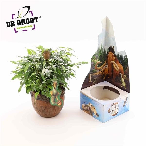 Горшечные цветы и растения оптом Ficus Be Ice Age Plant от 6шт из Голландии с доставкой по России