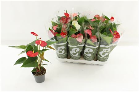 Горшечные цветы и растения оптом Anthu An Gem 4 Kl 2-3++ от 12шт (для телеги) из Голландии с доставкой по России