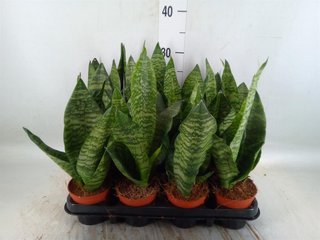 Горшечные цветы и растения оптом Sansevieria Zeylanica от 12шт (для телеги) из Голландии с доставкой по России