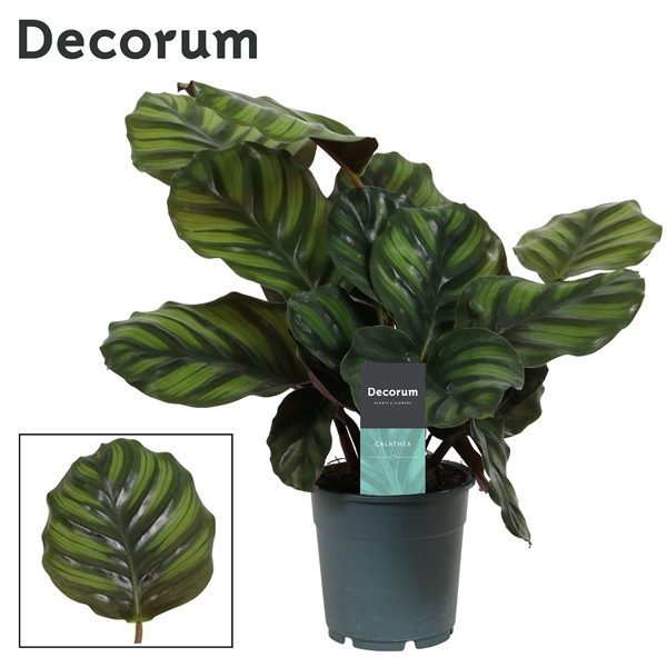 Горшечные цветы и растения оптом Calathea Fasciata (decorum) от 6шт из Голландии с доставкой по России