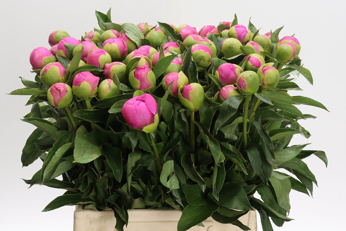 Срезанные цветы оптом Paeonia monsieur jules elie от 60шт из Голландии с доставкой по России