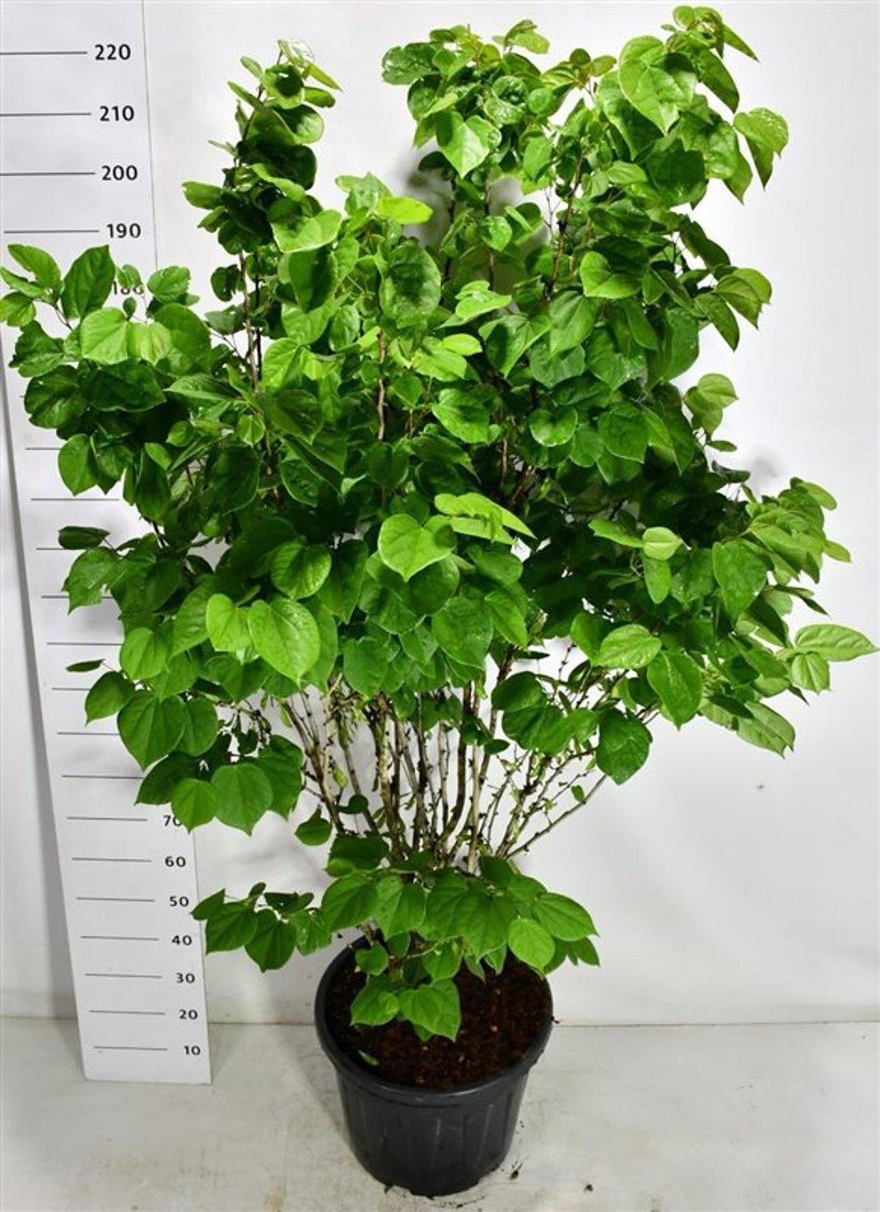 Горшечные цветы и растения оптом Cercis Chinensis avondale от 1шт из Голландии с доставкой по России
