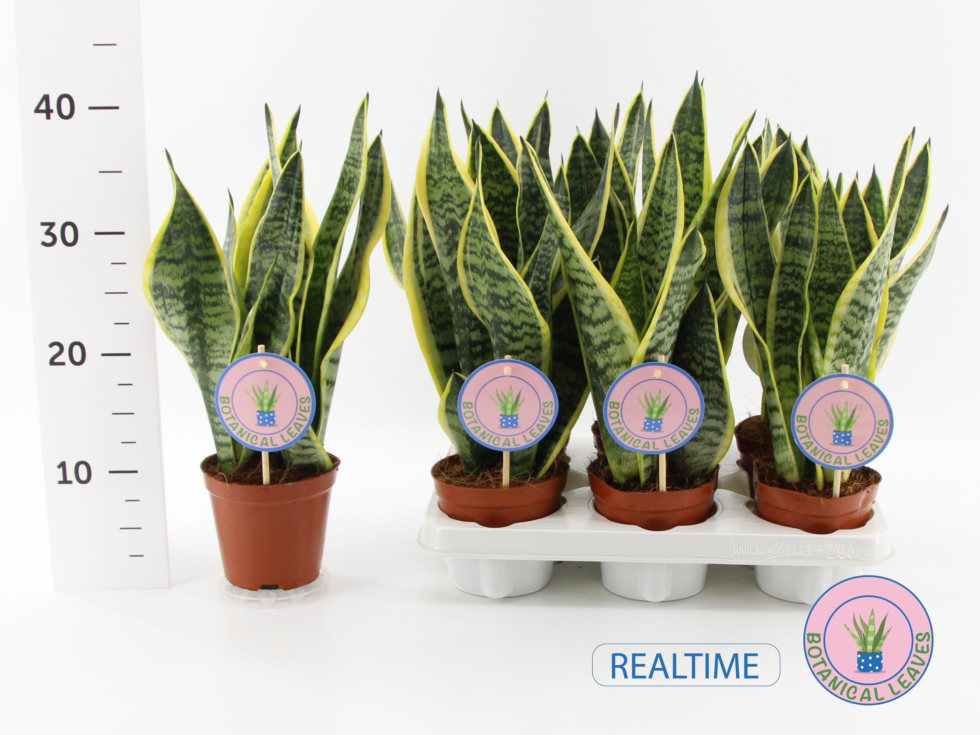 Горшечные цветы и растения оптом Sansev Futura Superb от 6шт из Голландии с доставкой по России