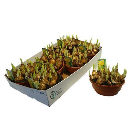 Горшечные цветы и растения оптом Narcis Tete A Tete In Schaaltje от 7шт из Голландии с доставкой по России