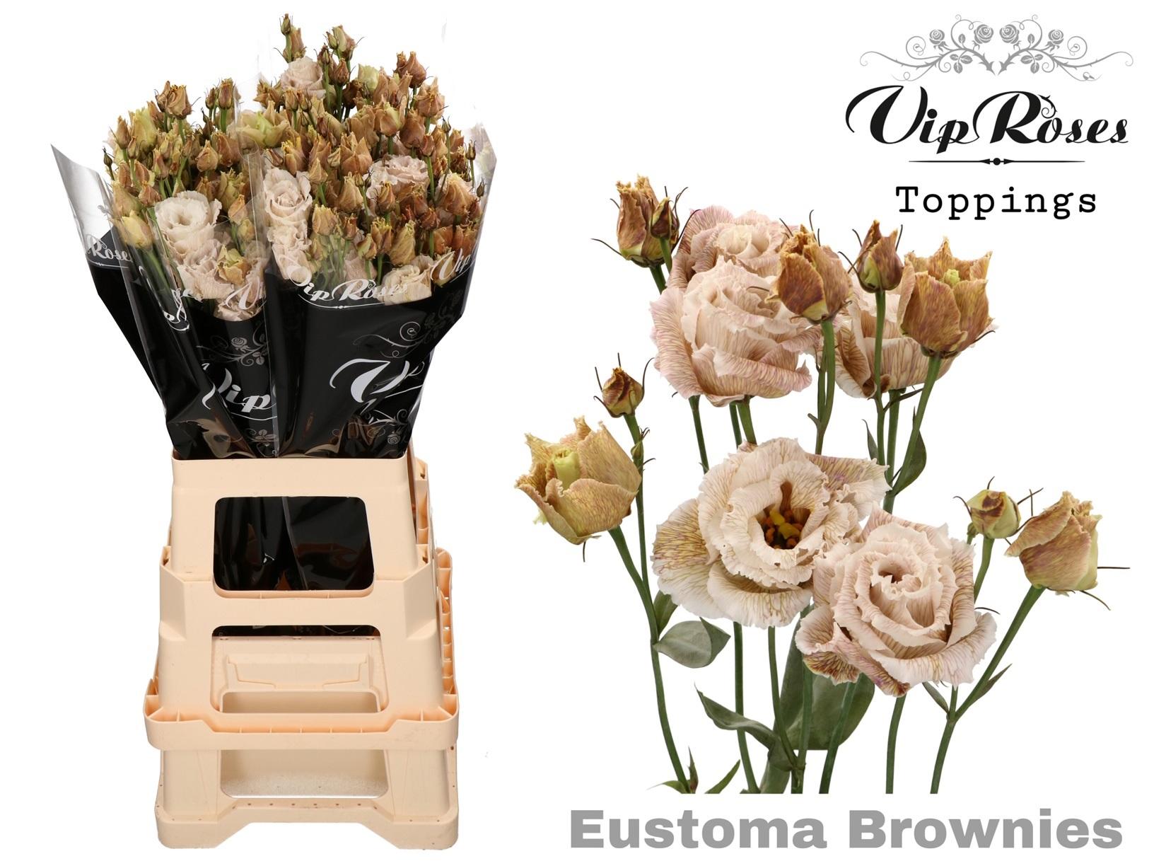 Срезанные цветы оптом Lisianthus do paint brownies от 20шт. из Голландии с доставкой по России