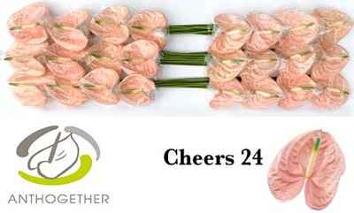 Срезанные цветы оптом Anthurium cheers от 24шт из Голландии с доставкой по России