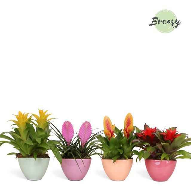 Горшечные цветы и растения оптом Arr. Bromelia Bowl Borabora от 6шт из Голландии с доставкой по России