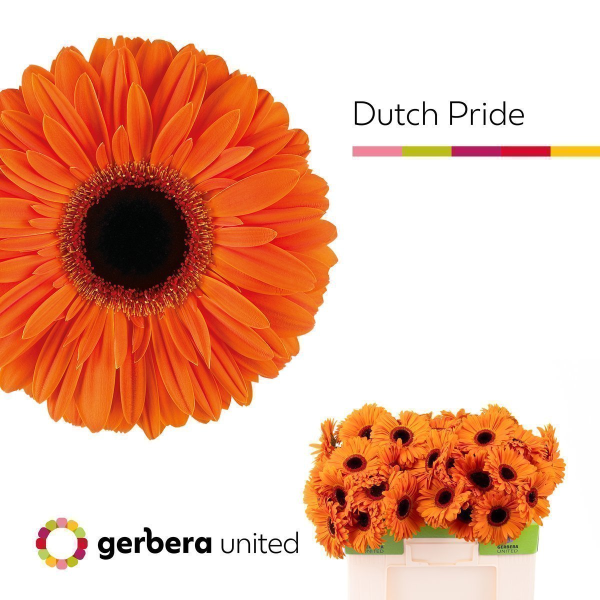 Срезанные цветы оптом Gerbera dutch pride от 40шт. из Голландии с доставкой по России
