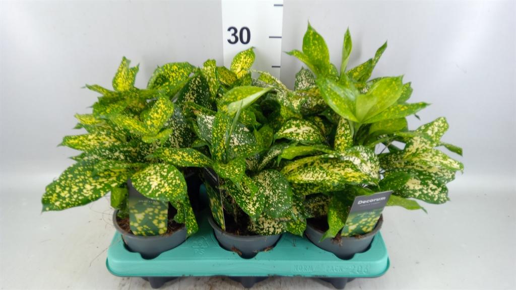 Горшечные цветы и растения оптом Dracaena Surculosa florida Beauty от 6шт из Голландии с доставкой по России