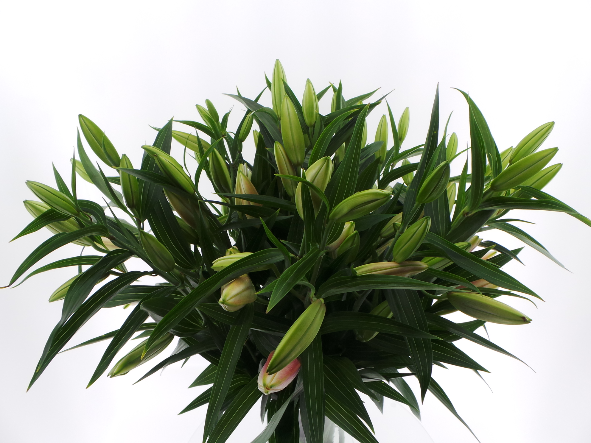 Срезанные цветы оптом BQ Mono Lelie Oriental Roze x5 60cm от 10шт из Голландии с доставкой по России