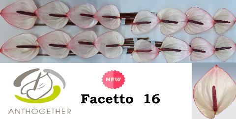 Срезанные цветы оптом Anthurium facetto от 16шт из Голландии с доставкой по России